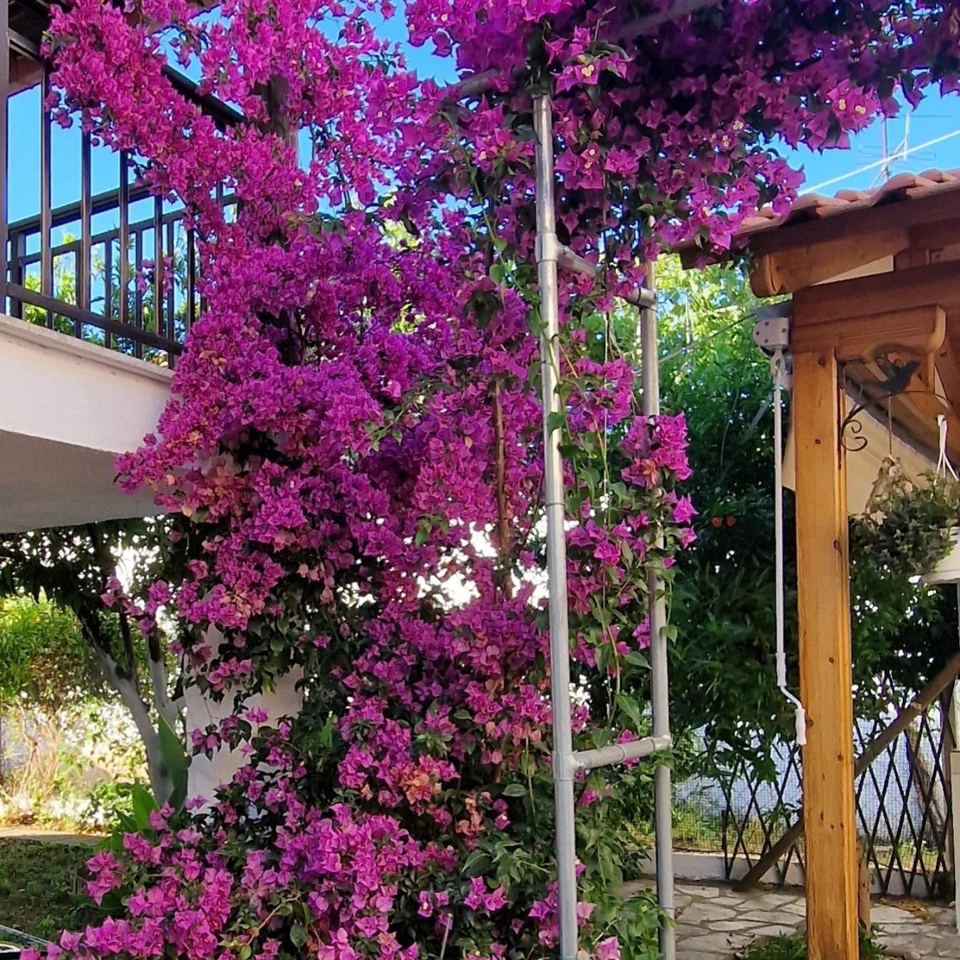 Nikolaos House Lejlighed Agios Nikolaos  Eksteriør billede
